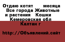 Отдаю котят. 1,5 месяца - Все города Животные и растения » Кошки   . Кемеровская обл.,Калтан г.